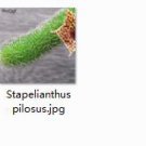 1Pcs A Set Stapelianthus pilosus Mini Plant ProQgf
