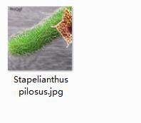 1Pcs A Set Stapelianthus pilosus Mini Plant ProQgf