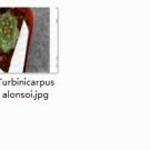 1Pcs A Set Turbinicarpus alonsoi Mini Plant ProQgf