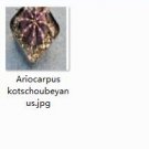 1Pcs A Set  Ariocarpus kotschoubeyanus Mini Plant ProQgf