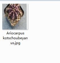 1Pcs A Set  Ariocarpus kotschoubeyanus Mini Plant ProQgf