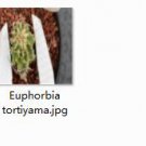 1Pcs A Set  Euphorbia tortiyama Mini Plant ProQgf