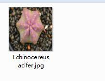 1Pcs A Set Echinocereus acifer Mini Plant ProQgf