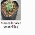1Pcs A Set Mammillariaschumannii Mini Plant ProQgf