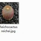1Pcs A Set Reichocactus reichei  Mini Plant ProQgf