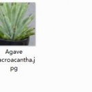 1Pcs A Set Agave macroacantha Mini Plant ProQgf