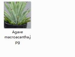 1Pcs A Set Agave macroacantha Mini Plant ProQgf