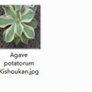 1Pcs A Set Agave potatorum Kishoukan Mini Plant ProQgf