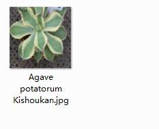 1Pcs A Set Agave potatorum Kishoukan Mini Plant ProQgf