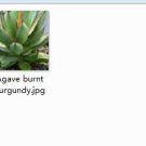 1Pcs A Set Agave burnt burgundy Mini Plant ProQgf