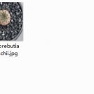 1Pcs A Set Sulcorebutia rauschii Mini Plant ProQgf