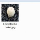 1Pcs A Set Epithelantha bokei  Mini Plant ProQgf