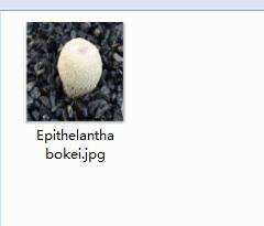 1Pcs A Set Epithelantha bokei  Mini Plant ProQgf