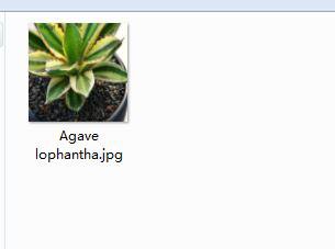 1Pcs A Set  Agave lophantha Mini Plant ProQgf