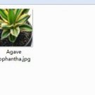 1Pcs A Set  Agave lophantha Mini Plant ProQgf