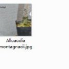 1Pcs A Set  Alluaudia montagnacii Mini Plant ProQgf