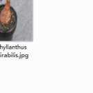 1Pcs A Set  Phyllanthus mirabilis Mini Plant ProQgf