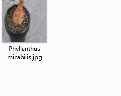 1Pcs A Set  Phyllanthus mirabilis Mini Plant ProQgf