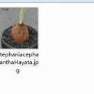 1Pcs A Set  StephaniacepharanthaHayata Mini Plant ProQgf