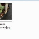 1Pcs A Set Aloe erinacea Mini Plant ProQgf