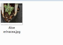 1Pcs A Set Aloe erinacea Mini Plant ProQgf