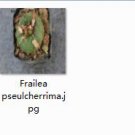 2Pcs A Set  Frailea pseulcherrima Mini Plant ProQgf