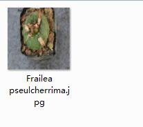 2Pcs A Set  Frailea pseulcherrima Mini Plant ProQgf
