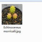 2Pcs A Set   Echinocereus morricalii Mini Plant ProQgf