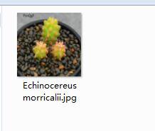 2Pcs A Set   Echinocereus morricalii Mini Plant ProQgf
