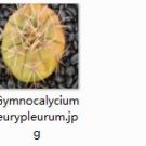 2Pcs A Set  Gymnocalycium eurypleurum plant proqgf