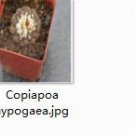 2Pcs A Set  Copiapoa hypogaea plant proqgf
