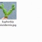 1Pcs A Set Euphorbia piscidermis plant proqgf