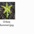 1Pcs A Set Orbea dummeri plant proqgf