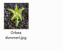 1Pcs A Set Orbea dummeri plant proqgf