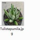 1Pcs A Set Tulistapumila plant proqgf