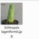 1Pcs A Set  Echinopsis lageniformis plant proqgf
