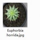 1Pcs A Set Euphorbia horrida plant proqgf