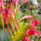 100pcs Babiana stricta seed style 2