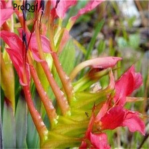 100pcs Babiana stricta seed style 2