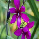 100pcs Babiana stricta seed style