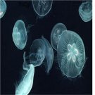 10pcs Aurelia aurita jelly fish egg