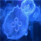 10pcs Bathycyroe fosteri jellyfish egg