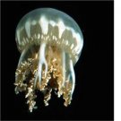 10pcs Cassiopea frondosa jellyfish egg