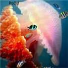 10pcs Catostylus mosaicus jellyfish egg