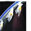 10pcs Clione limacina egg