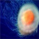 10pcs Cotylorhiza tuberculata jelly fish egg