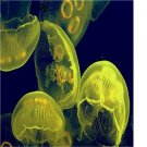 10pcs Craspedacusta sowerbyi jelly fish egg