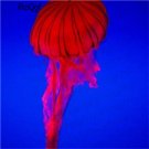 10pcs Crossota norvegica jelly fish egg