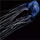 10pcs Cubozoa jelly fish egg
