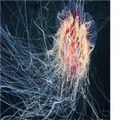 10pcs Cyanea capillata jelly fish egg